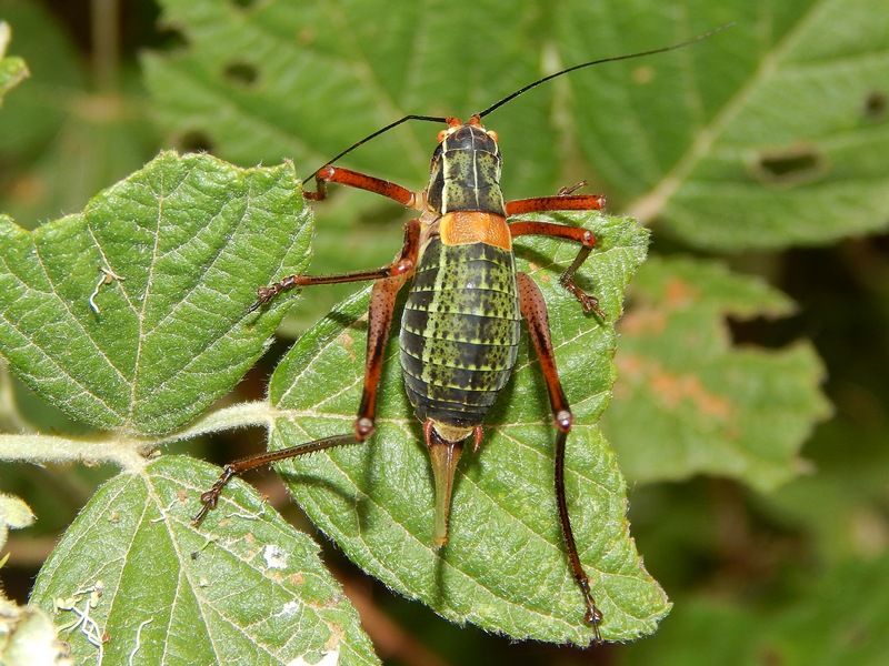 Phaneropteridae: Barbitistes cfr. serricauda